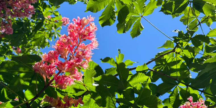 Équilibre et bien-être émotionnels avec les Fleurs de Bach