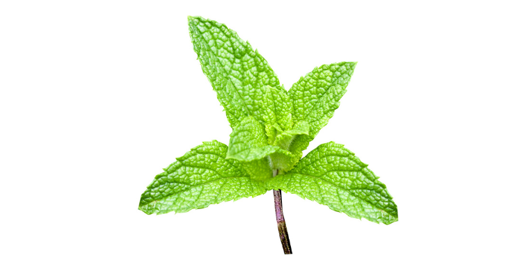 Soulagement digestif et respiratoire - Les vertus de la menthe poivrée