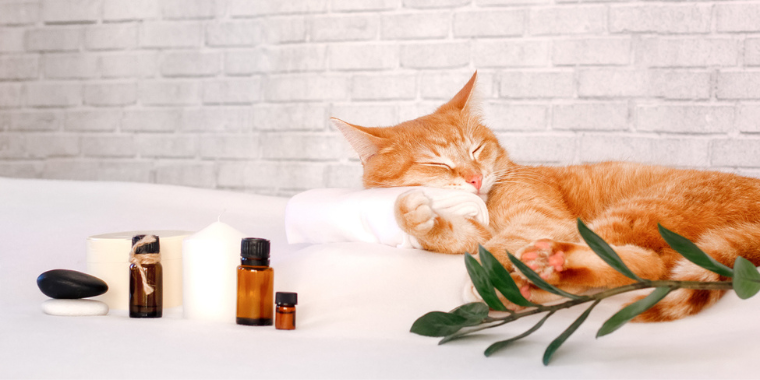 Soigner naturellement les animaux avec l'aromathérapie vétérinaire