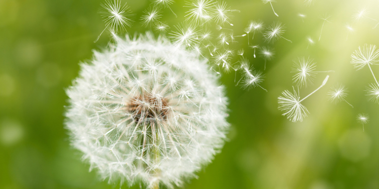 Le grand retour des allergies