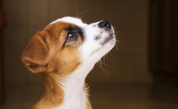 Les animaux méritent eux aussi la médecine naturelle !
