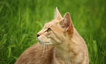 Mutuelles pour animaux : les médecines douces remboursées