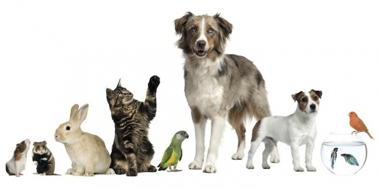 Les vétérinaires s’y mettent aussi