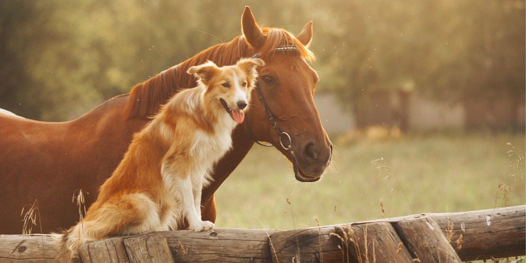 La communication animale pour améliorer le bien-être des animaux