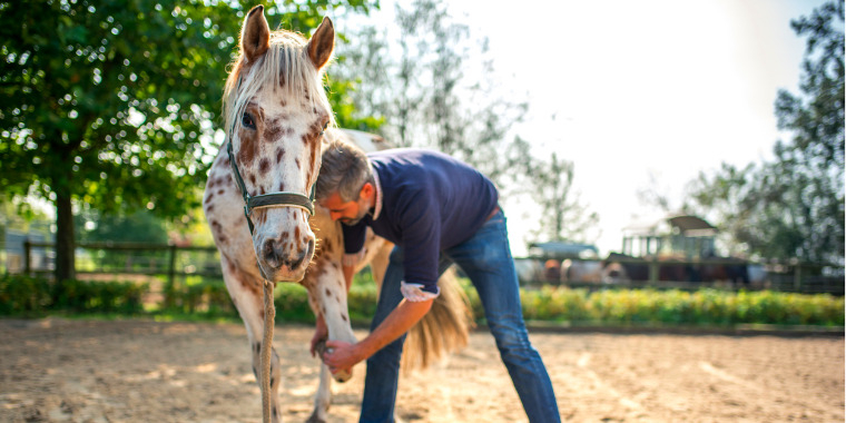 Vétérinaire ostéopathe
