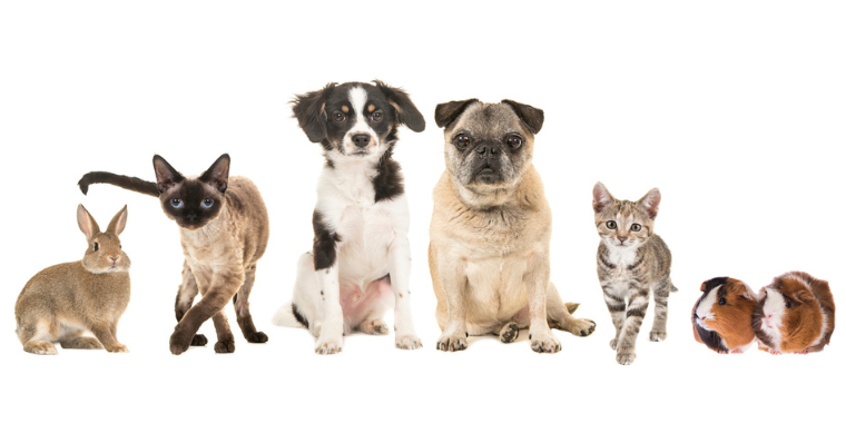 Vétérinaire phytothérapeute - Soigner les animaux avec les plantes