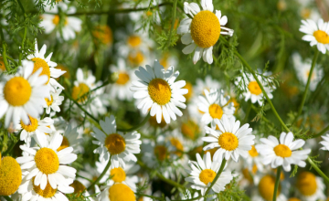 Médecine d'Hildegarde de Bingen