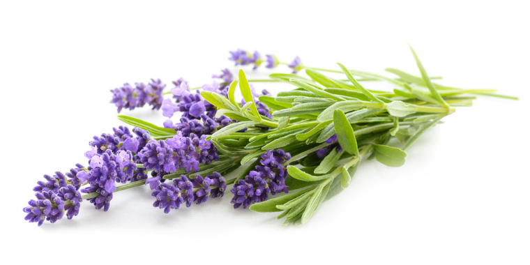 Les bienfaits de la lavande