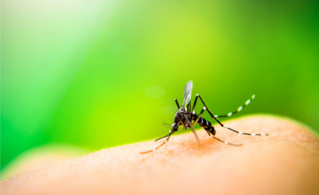 Moustiques et aromathérapie