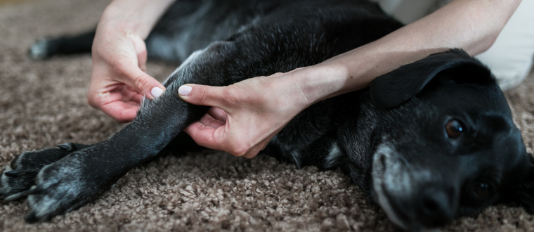 Ostéopathie animale et stress des chiens